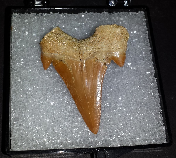 Shark Tooth.Otodus Obliquus