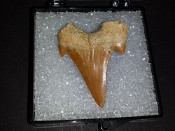 Shark Tooth.Otodus Obliquus