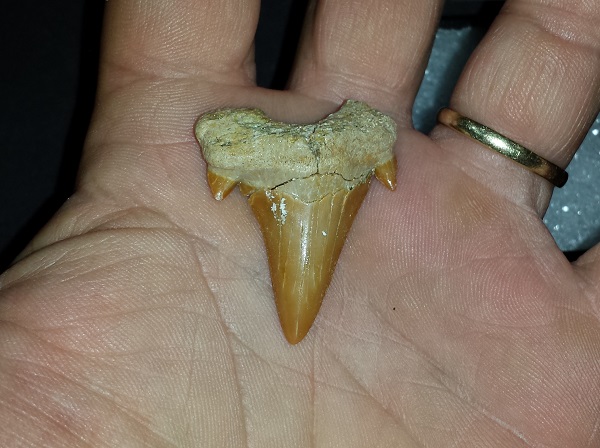 Shark Tooth.Otodus Obliquus