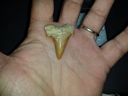 Shark Tooth.Otodus Obliquus