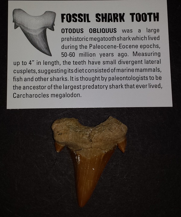 Shark Tooth.Otodus Obliquus