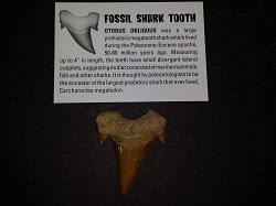 Shark Tooth.Otodus Obliquus