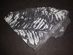 Fern Fossil