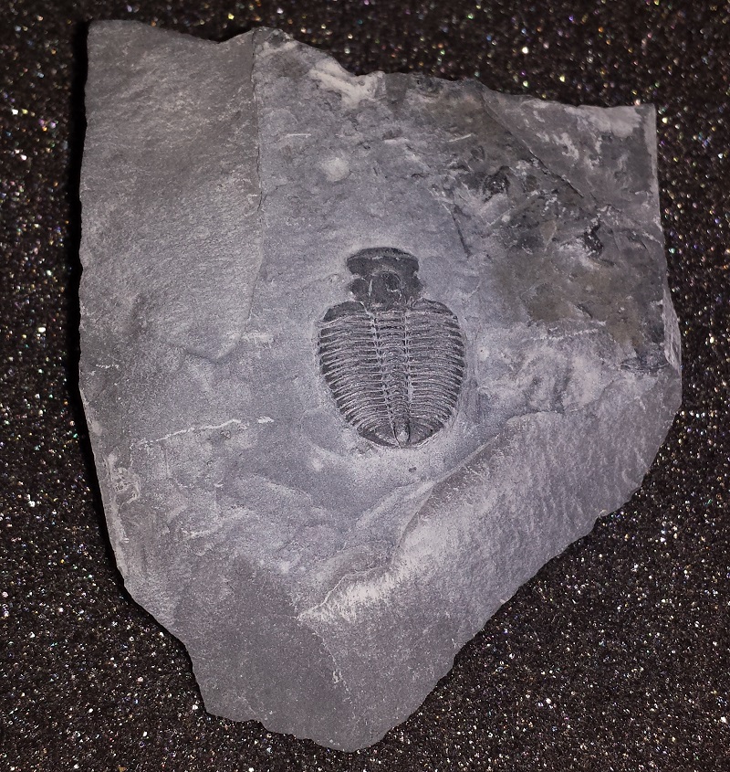 Trilobite