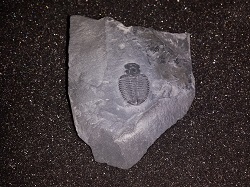 Trilobite fossil on matrix