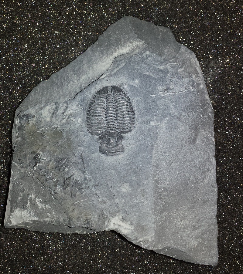 Trilobite