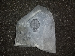 Trilobite fossil on matrix