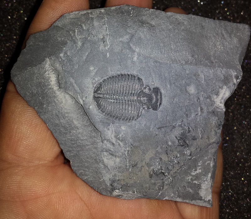 Trilobite