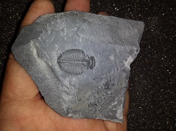 Trilobite fossil on matrix