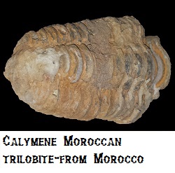 Trilobite Trilobite