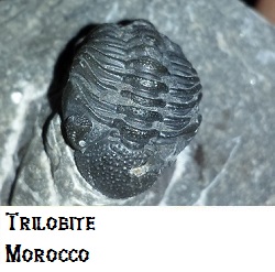 Tribolite fossil on matrix Tribolite fossil on matrix